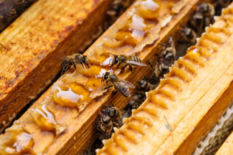 macro photo of working bees on honeycombs. beekeeping and honey production image